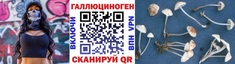 Галлюциногенные грибы Psilocybine cubensis  купить  цена  Нижние Серги 